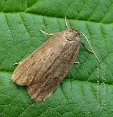 Attēlu rezultāti vaicājumam “Pelosia muscerda”