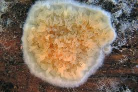 Attēlu rezultāti vaicājumam “Leucogyrophana sororia”