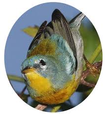 Image result for Parula americana