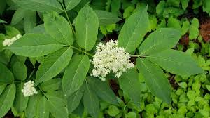 Attēlu rezultāti vaicājumam “Sambucus racemosa flower”