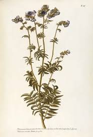 Attēlu rezultāti vaicājumam “Polemoniaceae”