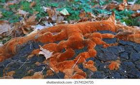 Attēlu rezultāti vaicājumam “Phellinus ferrugineofuscus”