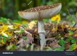 Attēlu rezultāti vaicājumam “Amanita pantherina”