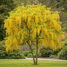 Image result for Laburnum anagyroides