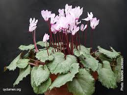 Image result for Cyclamen persicum