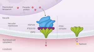 Attēlu rezultāti vaicājumam “Physarum virescens plasmodium”