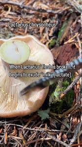 Attēlu rezultāti vaicājumam “Lactarius”