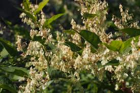 Attēlu rezultāti vaicājumam “Reynoutria japonica flower”