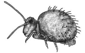 Attēlu rezultāti vaicājumam “Symphypleona”