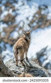 Attēlu rezultāti vaicājumam “Capra juvenile”