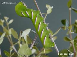 Attēlu rezultāti vaicājumam “Sphinx ligustri larva”
