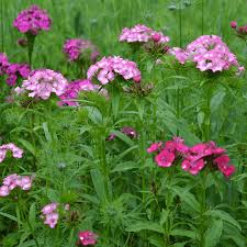 Image result for Dianthus barbatus