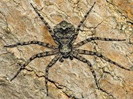 Attēlu rezultāti vaicājumam “Philodromus margaritatus”