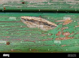 Attēlu rezultāti vaicājumam “Horisme vitalbata”