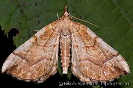 Attēlu rezultāti vaicājumam “Eulithis mellinata”