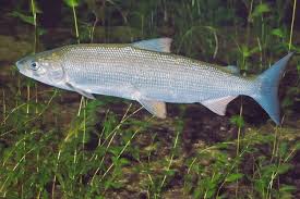 Image result for Coregonus lavaretus oxyrinchus