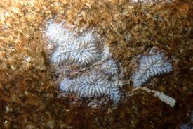 Attēlu rezultāti vaicājumam “Bryozoa”