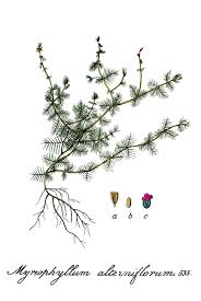 Attēlu rezultāti vaicājumam “Myriophyllum alterniflorum”