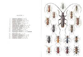 Attēlu rezultāti vaicājumam “Criocephalus rusticus”