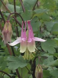 Image result for Aquilegia