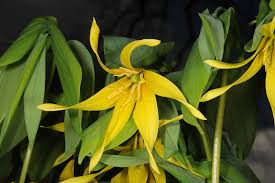 Attēlu rezultāti vaicājumam “Colchicaceae”
