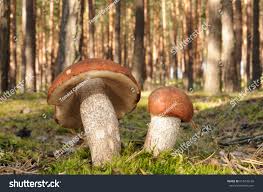 Attēlu rezultāti vaicājumam “Leccinum vulpinum”