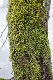 Attēlu rezultāti vaicājumam “Homalia trichomanoides”