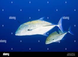 Image result for Caranx melampygus