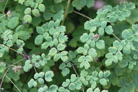 Attēlu rezultāti vaicājumam “Thalictrum aquilegifolium leaf”