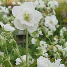 Image result for Geranium pratense