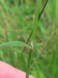 Attēlu rezultāti vaicājumam “Agrostis canina leaf”