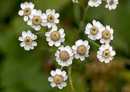 Attēlu rezultāti vaicājumam “Achillea ptarmica”