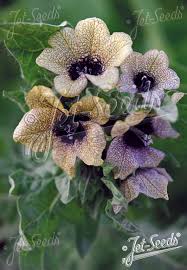 Attēlu rezultāti vaicājumam “Hyoscyamus niger”