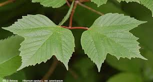 Attēlu rezultāti vaicājumam “Viburnum opulus leaf”