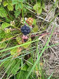 Attēlu rezultāti vaicājumam “Silene baccifera fruit”