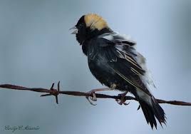 Image result for Dolichonyx oryzivorus