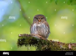 Attēlu rezultāti vaicājumam “Glaucidium passerinum adult”