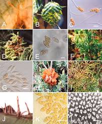 Attēlu rezultāti vaicājumam “Gymnosporangium sp.”