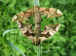 Attēlu rezultāti vaicājumam “Mimas tiliae”