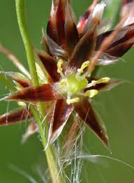 Attēlu rezultāti vaicājumam “Luzula pilosa bud”