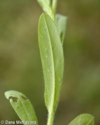 Attēlu rezultāti vaicājumam “Myosotis sparsiflora”