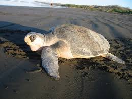 Image result for Lepidochelys olivacea