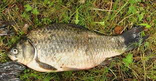 Attēlu rezultāti vaicājumam “Laccognathus panderi”