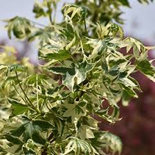 Attēlu rezultāti vaicājumam “Cinclidium stygium macro”