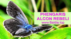 Attēlu rezultāti vaicājumam “Maculinea alcon eggs”