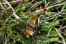 Attēlu rezultāti vaicājumam “Hemaris tityus”