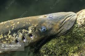 Image result for Petromyzon marinus