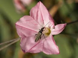 Attēlu rezultāti vaicājumam “Oedemera sp.”
