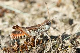 Attēlu rezultāti vaicājumam “Myrmeleotettix maculatus”