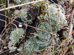 Attēlu rezultāti vaicājumam “Bryum”